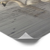 Trumpeter Swans im Madison River im Winter Poster (Ecke)