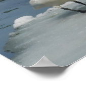 Trumpeter Swans im Norden Michigans Poster (Ecke)