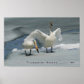 Trumpeter Swans im Norden Michigans Poster (Vorne)