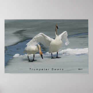 Trumpeter Swans im Norden Michigans Poster