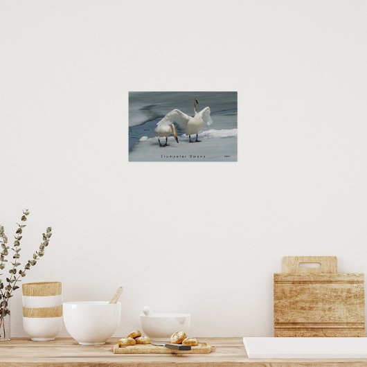 Trumpeter Swans im Norden Michigans Poster (Küche)