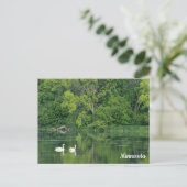 Trumpeter Swans Postcard Postkarte (Stehend Vorderseite)