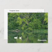 Trumpeter Swans Postcard Postkarte (Vorne/Hinten)