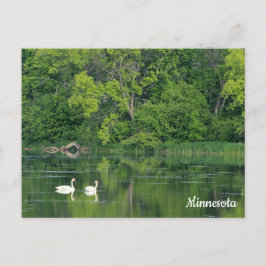 Trumpeter Swans Postcard Postkarte