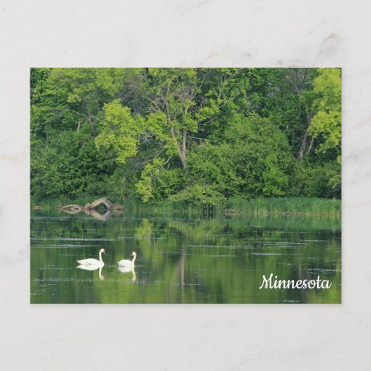 Trumpeter Swans Postcard Postkarte (Vorderseite)
