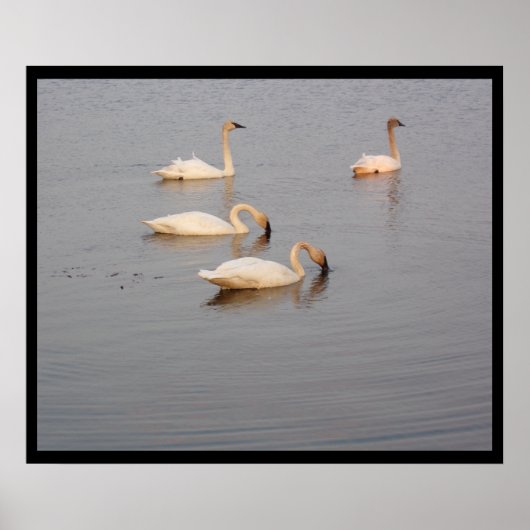 Trumpeter Swans Poster (Vorne)