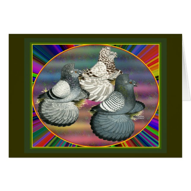 Trumpeters Pigeons Drei (Vorderseite (Horizontal))