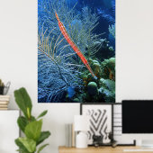 Trumpetfish in Utila Poster (Heimbüro)