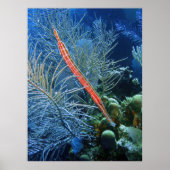 Trumpetfish in Utila Poster (Vorne)