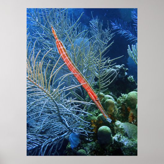 Trumpetfish in Utila Poster (Vorne)