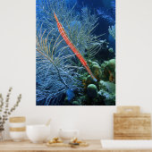 Trumpetfish in Utila Poster (Küche)