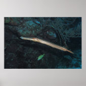 Trumpetfish Poster (Vorne)