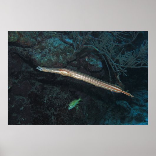 Trumpetfish Poster (Vorne)