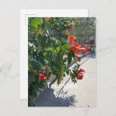 Trumpf Vine Standard Postcard Postkarte (Vorne/Hinten)