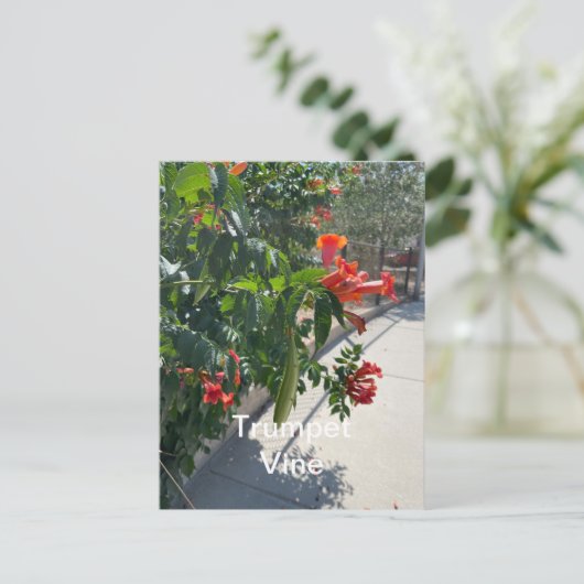Trumpf Vine Standard Postcard Postkarte (Stehend Vorderseite)