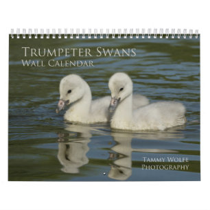 Trumpter Schwan-Wandkalender Kalender