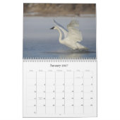 Trumpter Swan Wall Calendar Kalender (Jan 2027)