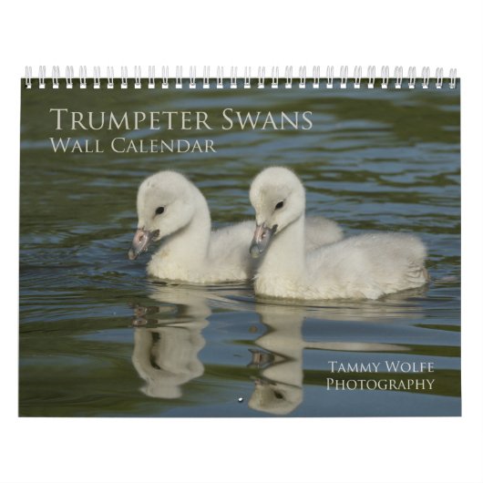 Trumpter Swan Wall Calendar Kalender (Titelbild)