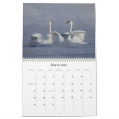 Trumpter Swan Wall Calendar Kalender (Mär 2026)