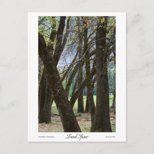 Trunk Space Prints Postkarte (Vorderseite)
