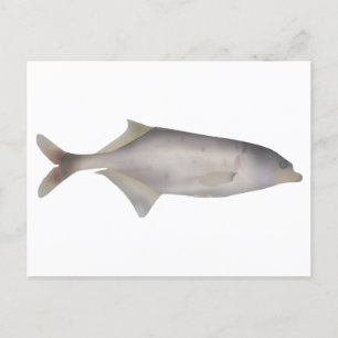 Trunkfisch Postkarte