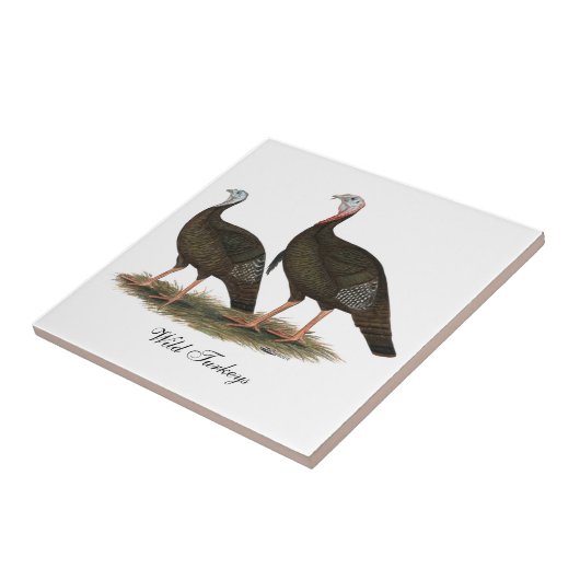 Truthahn-östliche wilde Paare Fliese (Seite)