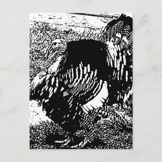 Truthahn Postkarte (Vorderseite)