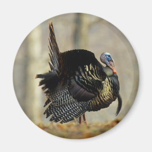 Truthahn stolziert, Illinois Magnet
