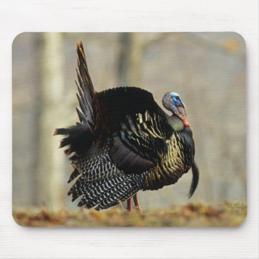 Truthahn stolziert, Illinois Mousepad (Vorne)