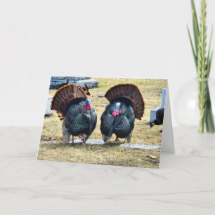 "Truthähne einer Feder" Thanksgiving-Karte Karte