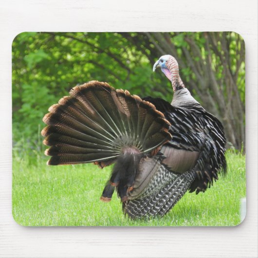 Truthahnfedern Display Mousepad (Vorne)