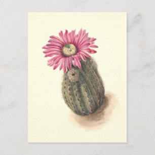 Truthahnkopf-Kaktus-Botanische-Illustration Postkarte