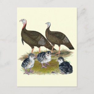 Truthahns östliche wilde Familie Postkarte