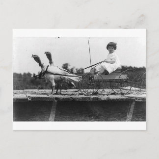 Truthahnwagen Postkarte