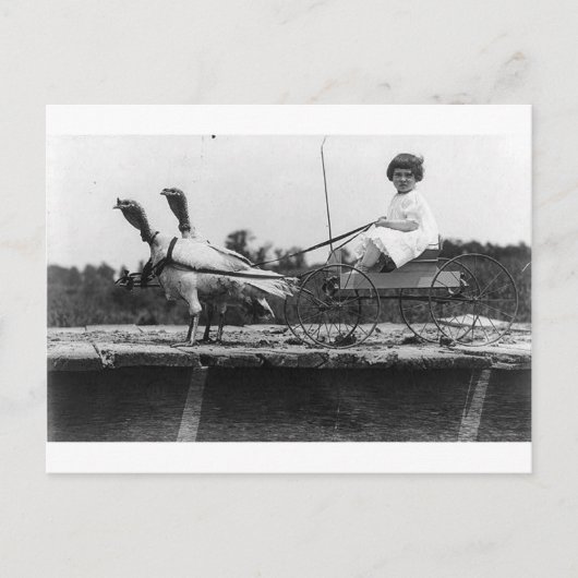 Truthahnwagen Postkarte (Vorderseite)