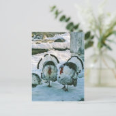 Truthühner auf der Postkarte (Stehend Vorderseite)