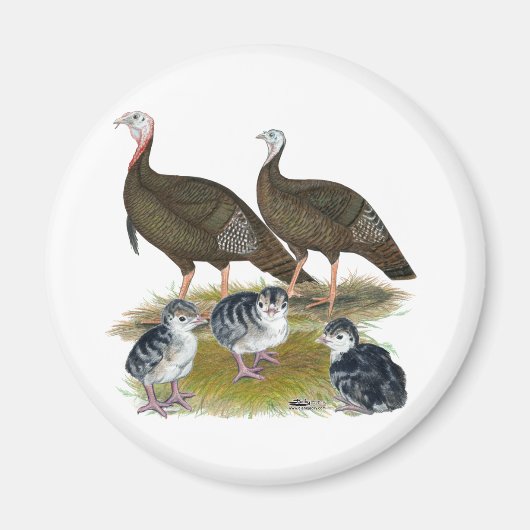 Truthühnerfamilie Eastern Wild Magnet (Vorne)
