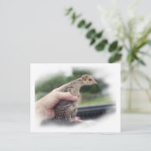 Truthühnerküken, von der Hand gehalten Postkarte (Stehend Vorderseite)