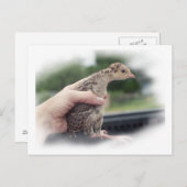 Truthühnerküken, von der Hand gehalten Postkarte (Vorne/Hinten)