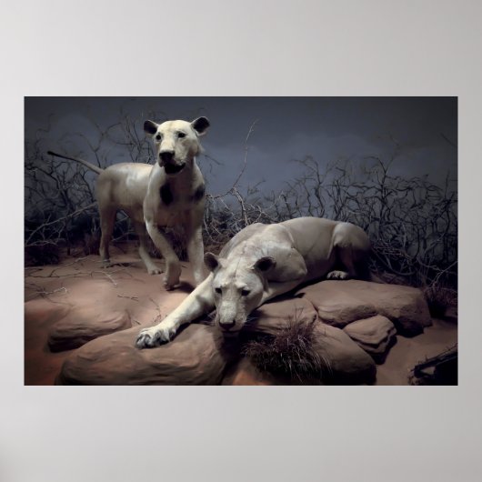 TSAVO-LÖSUNGEN POSTER (Vorne)