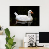 Tschechische Gans. Roath Park Lake, Cardiff, Wales Poster (Heimbüro)