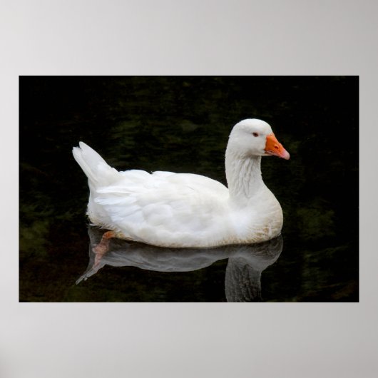 Tschechische Gans. Roath Park Lake, Cardiff, Wales Poster (Vorne)