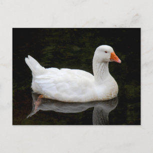 Tschechische Gans. Roath Park Lake, Cardiff, Wales Postkarte