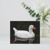 Tschechische Gans. Roath Park Lake, Cardiff, Wales Postkarte (Stehend Vorderseite)