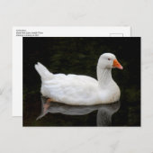 Tschechische Gans. Roath Park Lake, Cardiff, Wales Postkarte (Vorne/Hinten)