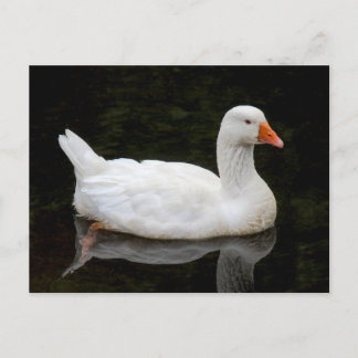 Tschechische Gans. Roath Park Lake, Cardiff, Wales Postkarte