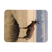 Tsessebe Antelope on Lookout for Predators Magnet (Horizontal)