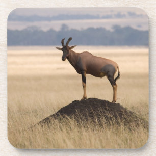 Tsessebe Antilope auf Ausblick für Fleischfresser Getränkeuntersetzer