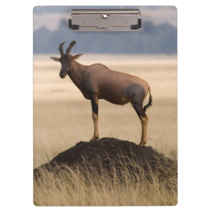 Tsessebe Antilope auf Ausblick für Fleischfresser Klemmbrett