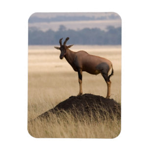 Tsessebe Antilope auf Ausblick für Fleischfresser Magnet